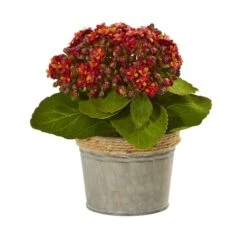 9" Kalanchoe Arrangement In Decorative Pot, 3ct. -Michaels Shop D262522S 4