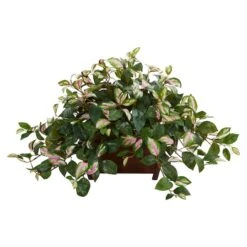 16" Hoya In Decorative Planter