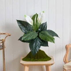 White Peace Lily Plant, 3ct. -Michaels Shop D262550S 12