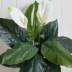 White Peace Lily Plant, 3ct. -Michaels Shop D262550S 14