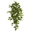 Hanging Mixed Stephanotis & Ivy Plant, 4ct.