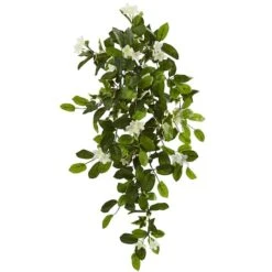 Hanging Mixed Stephanotis & Ivy Plant, 4ct.