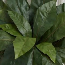 22" Bird's Nest Fern Plant, 3ct. -Michaels Shop D262560S 13