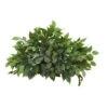 20'' Mixed Ficus & Fittonia Ledge Plant