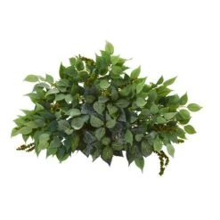 20'' Mixed Ficus & Fittonia Ledge Plant