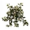 Hoya Hanging Bush, 4ct.