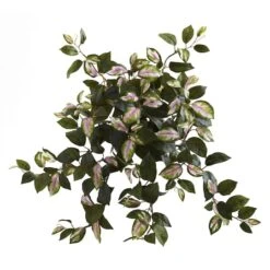 Hoya Hanging Bush, 4ct.