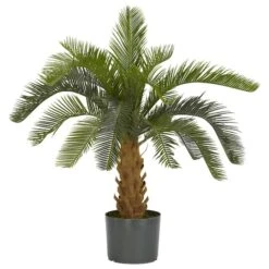 2.5ft. Potted Cycas Tree