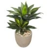 3ft. Double Agave Succulent In Sand Stone Planter