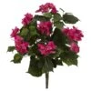 20" Bougainvillea Plant, 3ct.