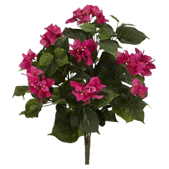 20" Bougainvillea Plant, 3ct. 1 20" Bougainvillea Plant, 3ct.