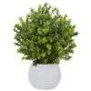 17" Boxwood In White Vase