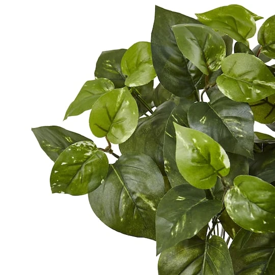 16" Pothos Bush, 6ct. 3 16" Pothos Bush, 6ct. - Image 3