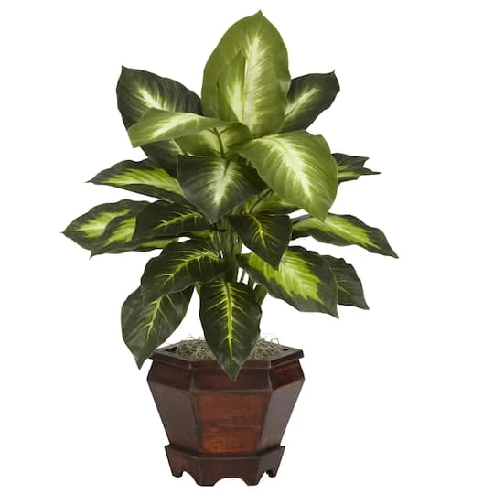 20.5" Assorted Dieffenbachia In Wood Vase, 2ct. 3 20.5" Assorted Dieffenbachia In Wood Vase, 2ct. - Image 3