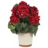 17" Red Geranium In White Decorative Pot