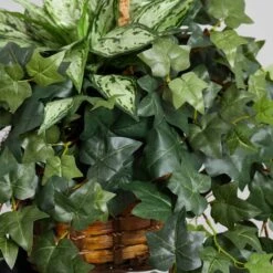 2.5ft. Silver Queen And Ivy Plant In Hanging Basket -Michaels Shop D262939S 14
