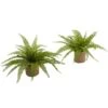 15" Boston Fern With Burlap Planter, 2ct.