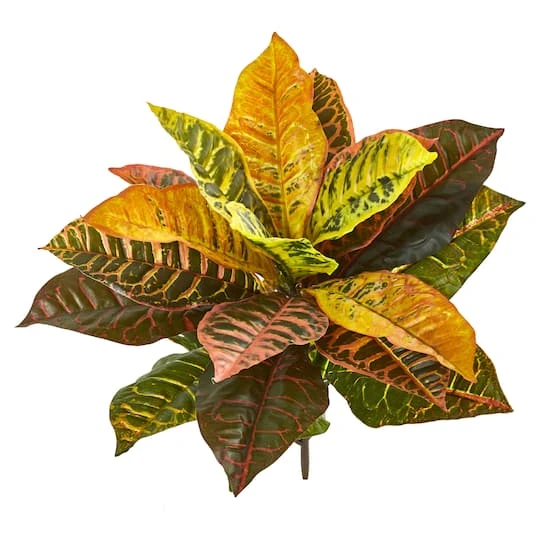 Croton Bush, 4ct. 1 Croton Bush, 4ct.