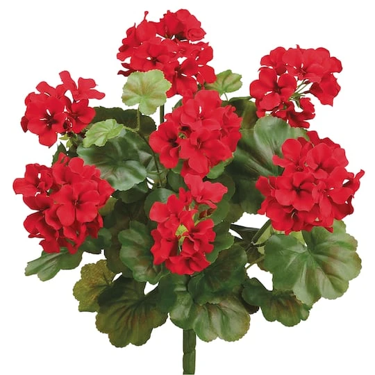 Red Water-Resistant Geranium Bush 2 Red Water-Resistant Geranium Bush - Image 2