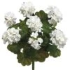 White Water-Resistant Geranium Bush