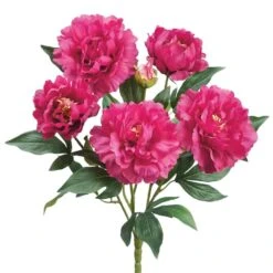 Dark Pink Peony Bush