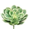 Soft Touch Green, White & Pink Echeveria Pick