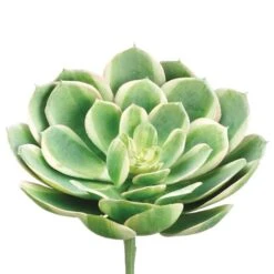 Soft Touch Green, White & Pink Echeveria Pick
