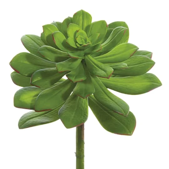Green Echeveria Pick With Red Detailed Tips 2 Green Echeveria Pick With Red Detailed Tips - Image 2