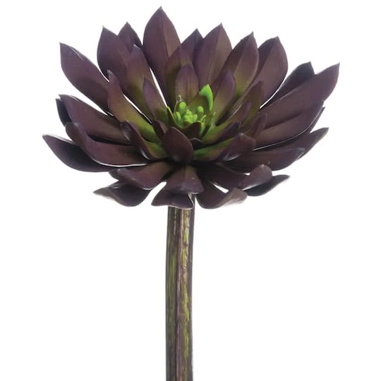 Soft Touch Plum Echeveria Medium Width Pick 1 Soft Touch Plum Echeveria Medium Width Pick