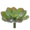 Soft Touch Green & Red Echeveria Pick