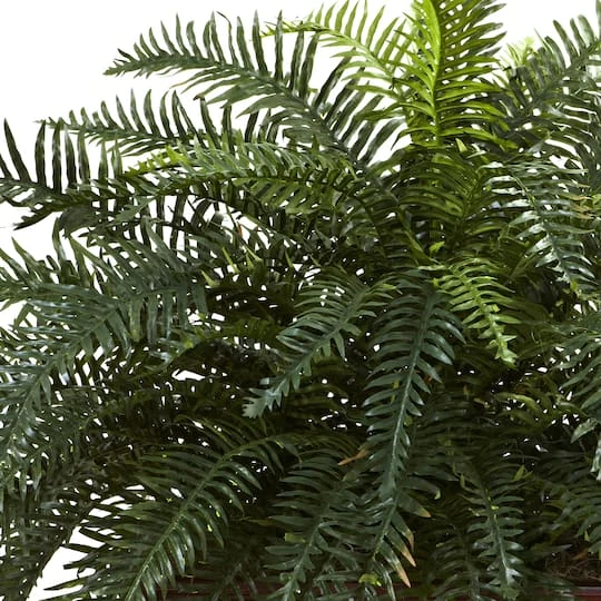 2.5ft. River Fern In Wood Planter 3 2.5ft. River Fern In Wood Planter - Image 3