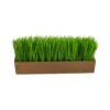 5" Grass Plant In Decorative Planter