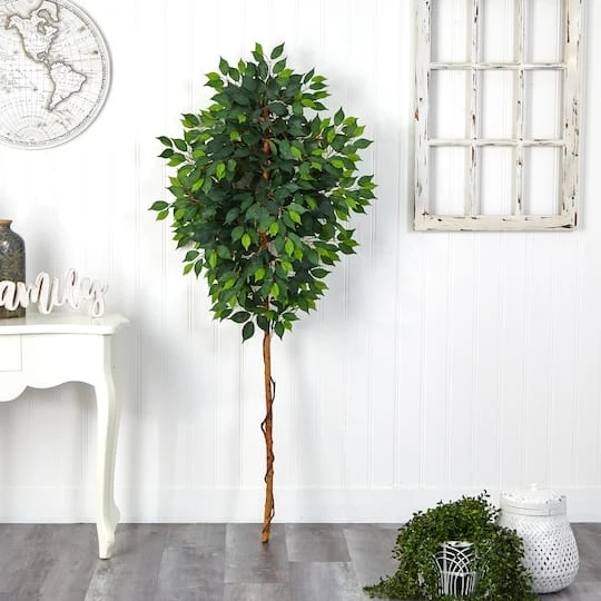 6ft. Single Ficus Tree 4 6ft. Single Ficus Tree - Image 4