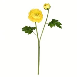 Yellow Ranunculus Stem, 6ct.