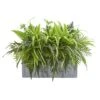 22" Mixed Greens & Fern Plant In Stone Planter