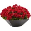 15" Red Geranium In Black Planter