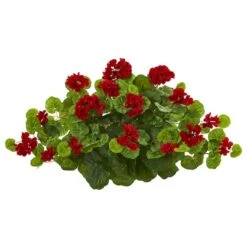 12" Geranium Ledge Plant