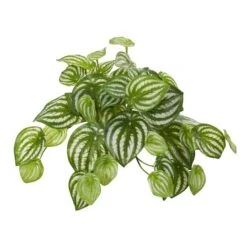 11'' Watermelon Peperomia Hanging Bush, 12ct.