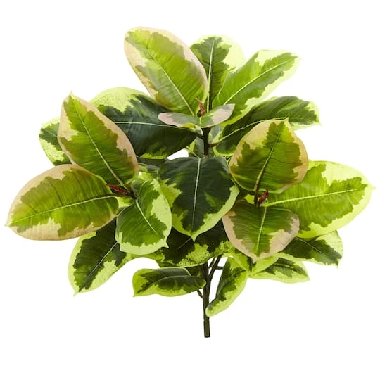 Green Rubber Leaf Plant, 3ct. 3 Green Rubber Leaf Plant, 3ct. - Image 3