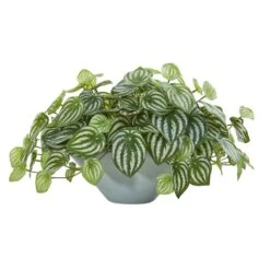 19" Watermelon Peperomia Plant In Green Vase -Michaels Shop D350430S 1 1