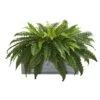 2.5ft. Boston Fern Plant In Stone Planter
