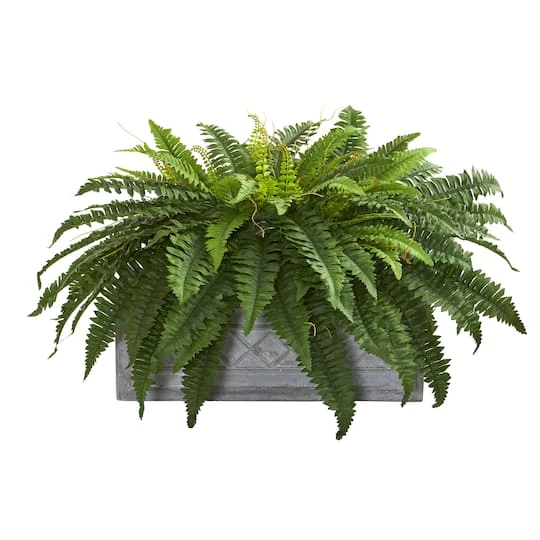 2.5ft. Boston Fern Plant In Stone Planter 1 2.5ft. Boston Fern Plant In Stone Planter