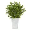 19in. Boxwood Plant In Embossed White Planter