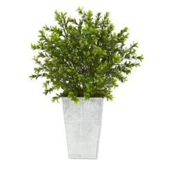 19in. Boxwood Plant In Embossed White Planter