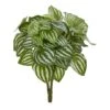 Watermelon Peperomia Plant, 6ct.