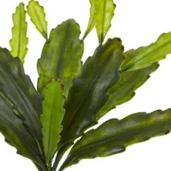 Green Epiphyllum Cactus Plant, 4ct. -Michaels Shop D350822S 3