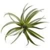 Air Plant Succulent Plant, 12ct.