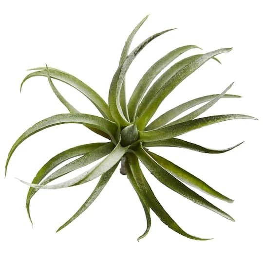Air Plant Succulent Plant, 12ct. 1 Air Plant Succulent Plant, 12ct.