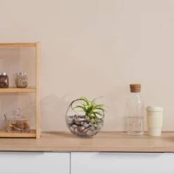 Air Plant Succulent Plant, 12ct. 3 Air Plant Succulent Plant, 12ct. -Michaels Shop D350835S 13