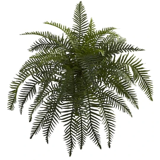 Green River Fern Plant, 2ct. 1 Green River Fern Plant, 2ct.
